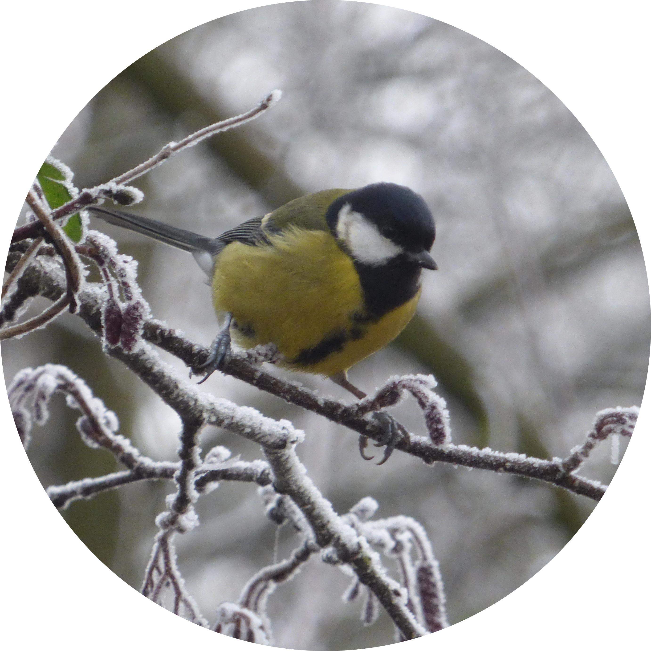 When Head meets Heart